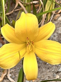 a yellow lily is growing in the ground